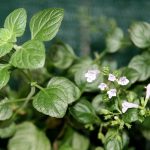 Calamint – Nepitella in all stages