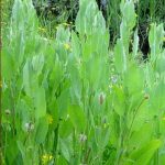 Costmary or San Pietro