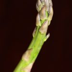 Home Page – Fresh – Asparagus – Singular Stalk
