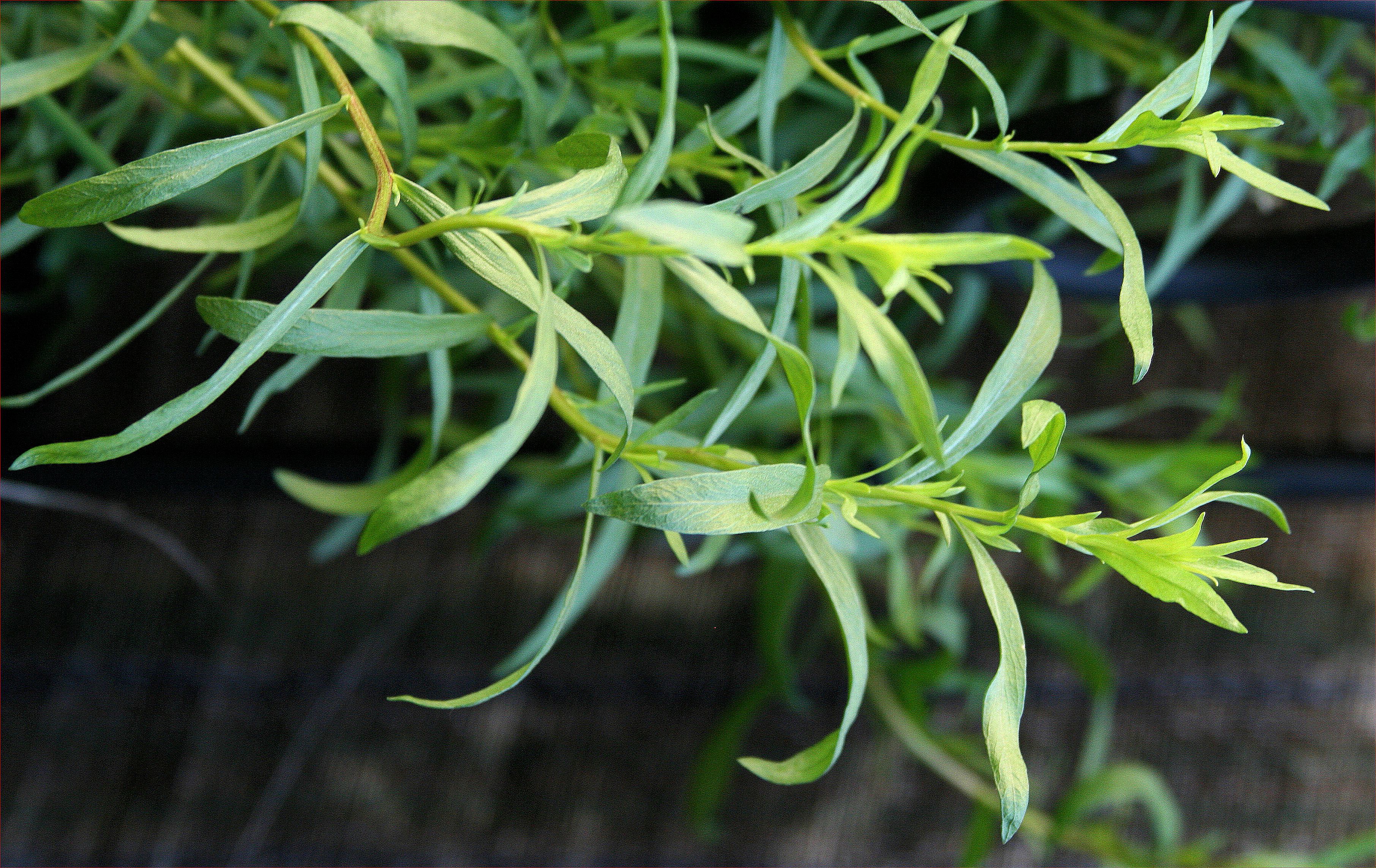 Tarragon Family Asteraceae Genus Artemisia Mary Beth Clark