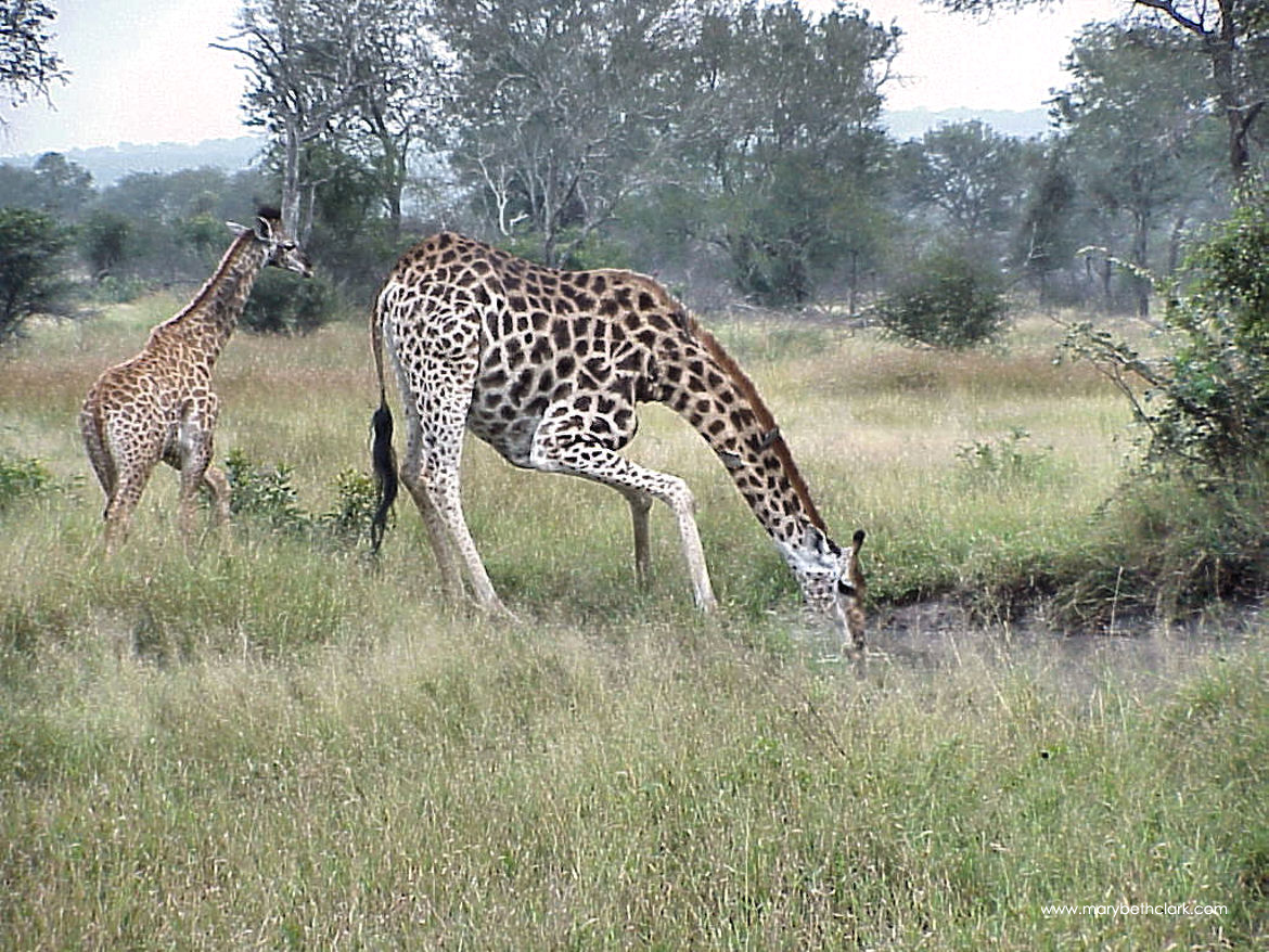 South Africa - A Mother Giraffe drinking with her Teenager