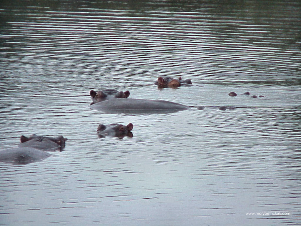 South African Hippos Keeping Cool but Curious