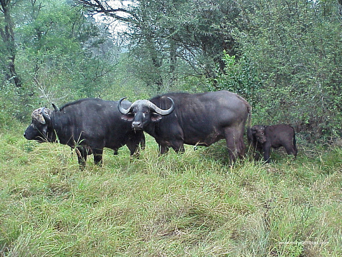 South African Cape Buffalo Family