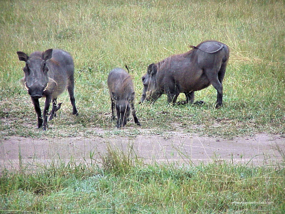 South Africa - Two Adult Warthogs with Their Child