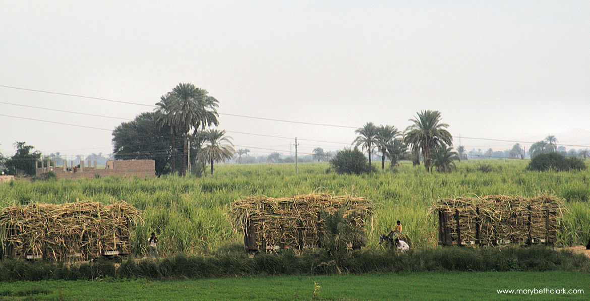 Egypt - Luxor - The January Sugarcane Harvest