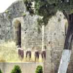 Rhodes – Old Town – Hanging Fresh Octopus outside cathedral