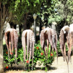 Travel – Greece – Rhodes – Old Town: Hanging Octopus