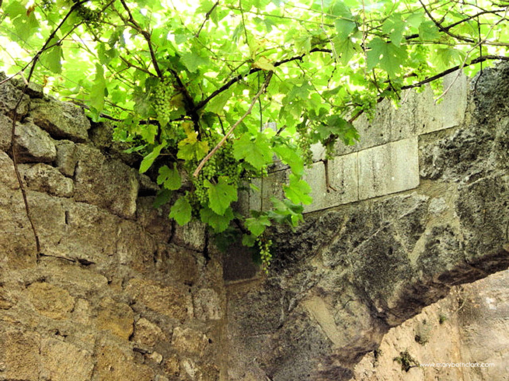 Travel - Greece - Rhodes - Old Town: Hanging Grape Vines