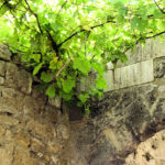 Travel – Greece – Rhodes – Old Town: Hanging Grape Vines