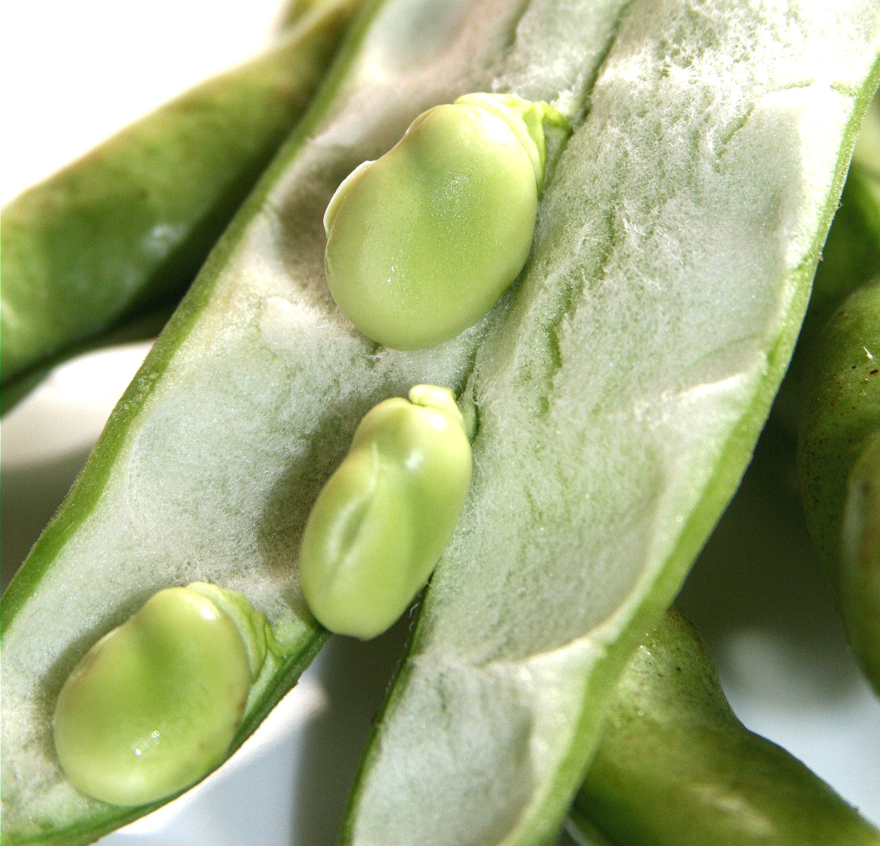 Fava Bean Family Fabaceae Genus Vicia Mary Beth Clark Italian